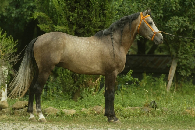  caballo 