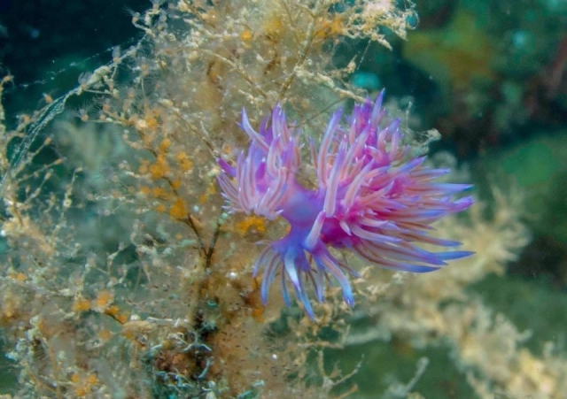 habitantes marinos 