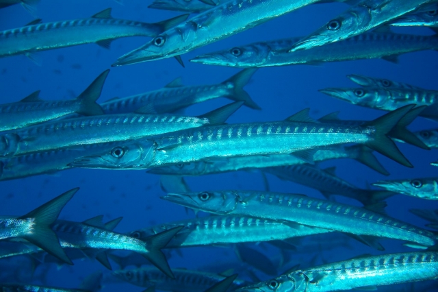  peces 