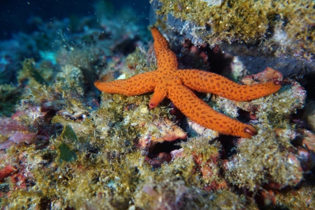  buceo con estrellas de mar