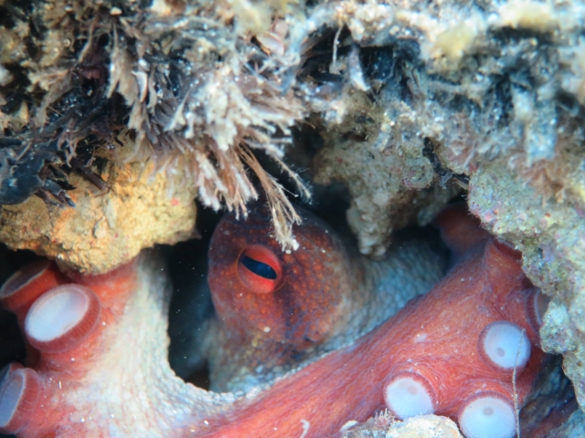  habitantes marinos de Trapani 