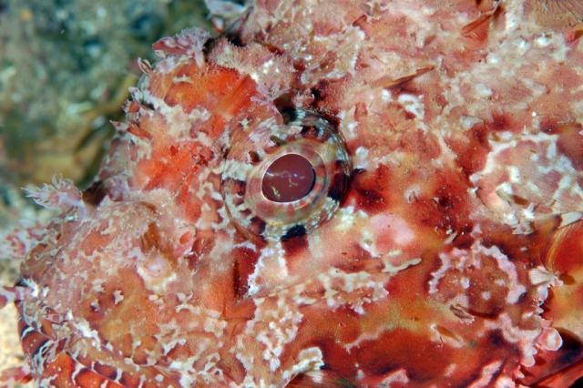  hasta el fondo del mar 