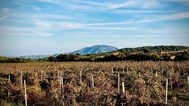  paisaje de viñedos 