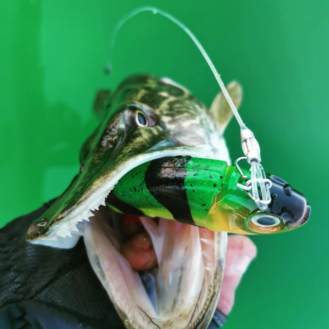  pesca del lucio 