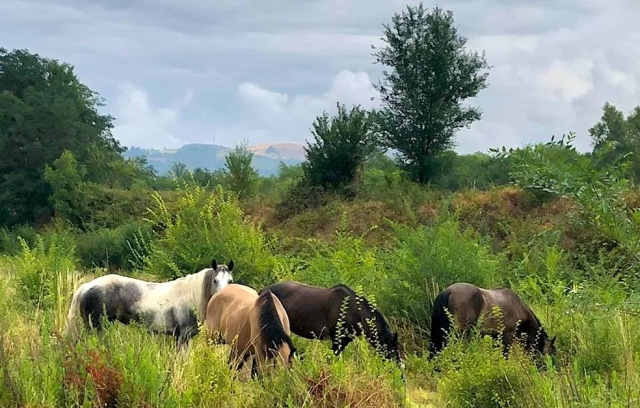 caballos en Sasso Marconi