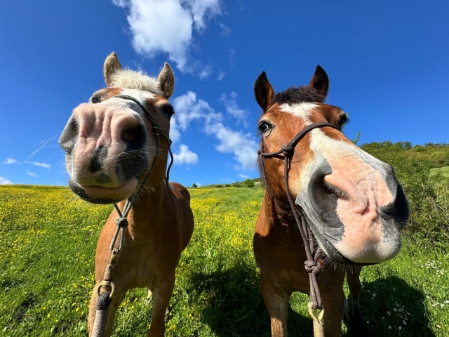 Equitación en Bolonia