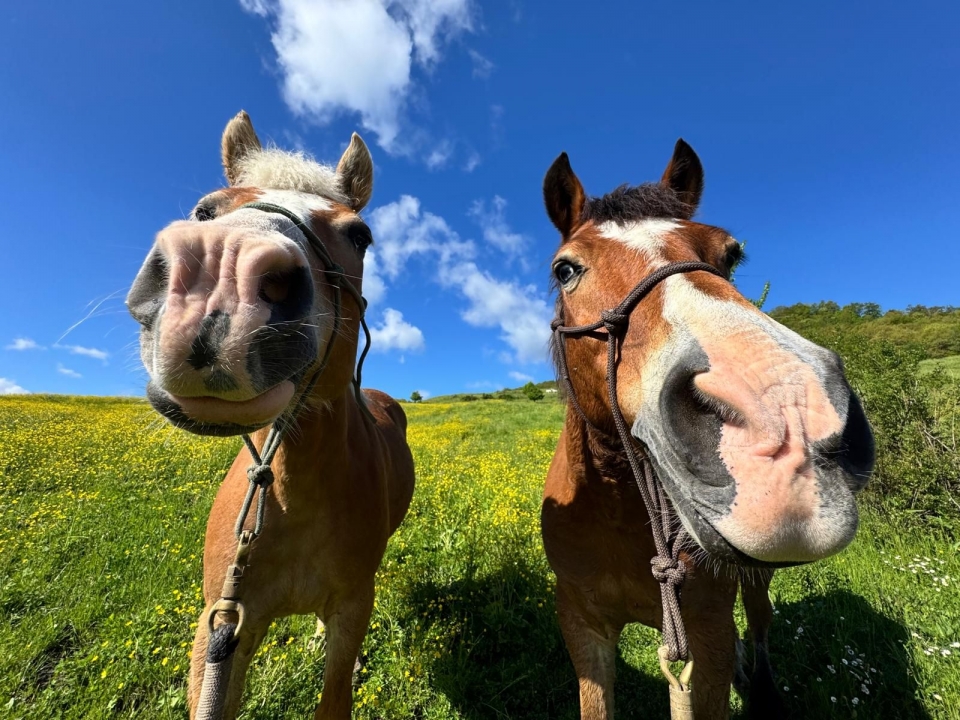 Equitación en Bolonia   Equitación en Bolonia