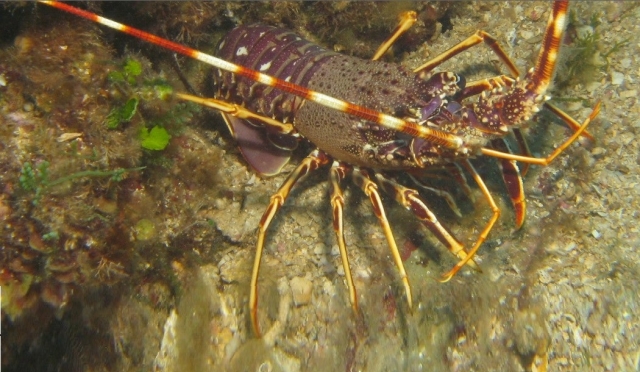fauna en el fondo marino