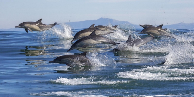  avistamiento de delfines