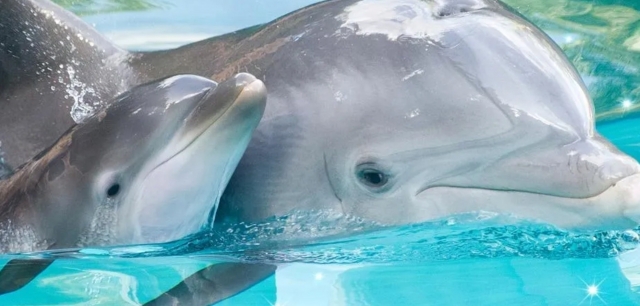 delfines 