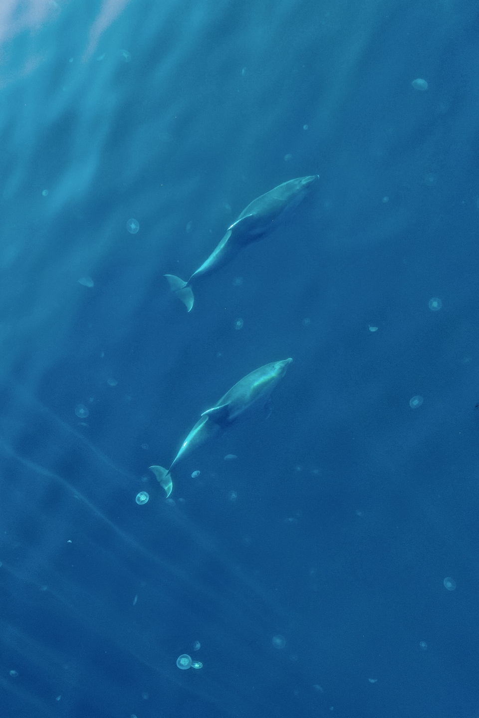  Delfines