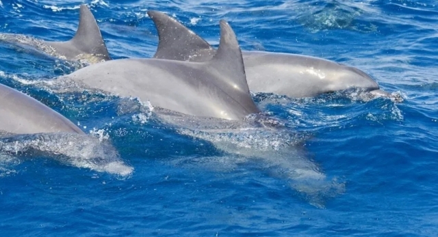  avistamiento de delfines 