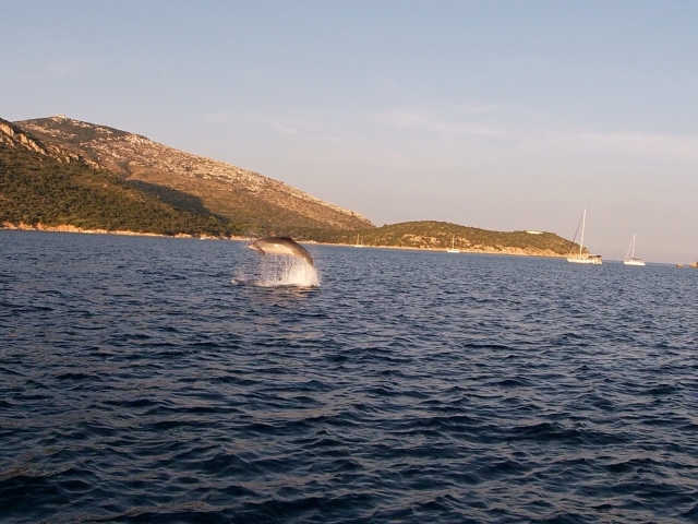  Avistamiento de delfines