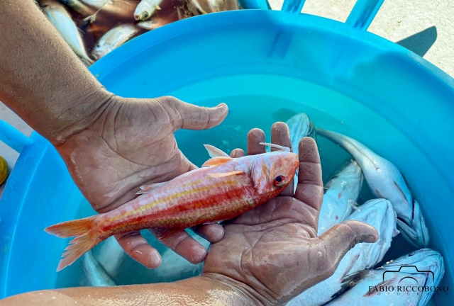  pesca 
