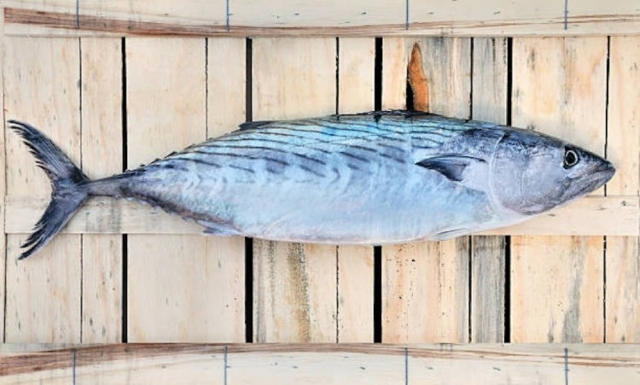  pescado de Apulia