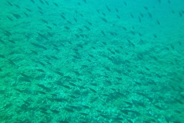 fondos marinos de monopoli