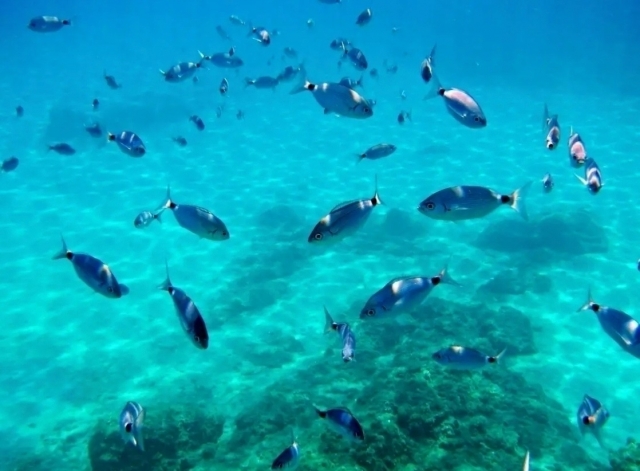  Snorkel entre los peces 