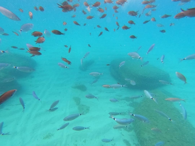  Los peces que puede admirar 