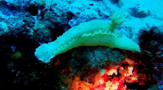  especies marinas 
