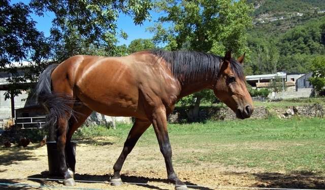  divirtiéndonos con los caballos