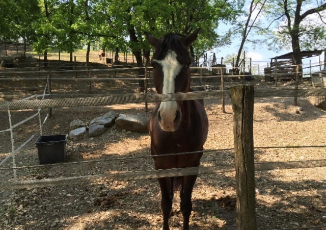  en el centro ecuestre 