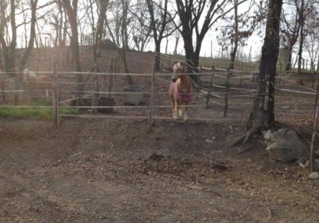  caballos en el recinto 