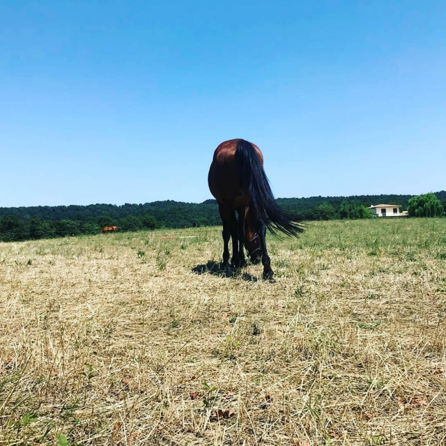  El caballo 