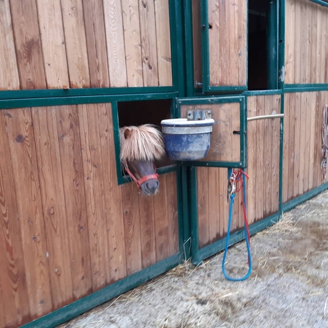  El pony 
