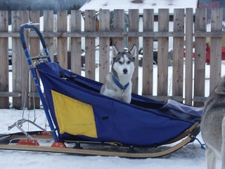 Excursión infantil en trineo jalado por perros en los Dolomitas 1H
