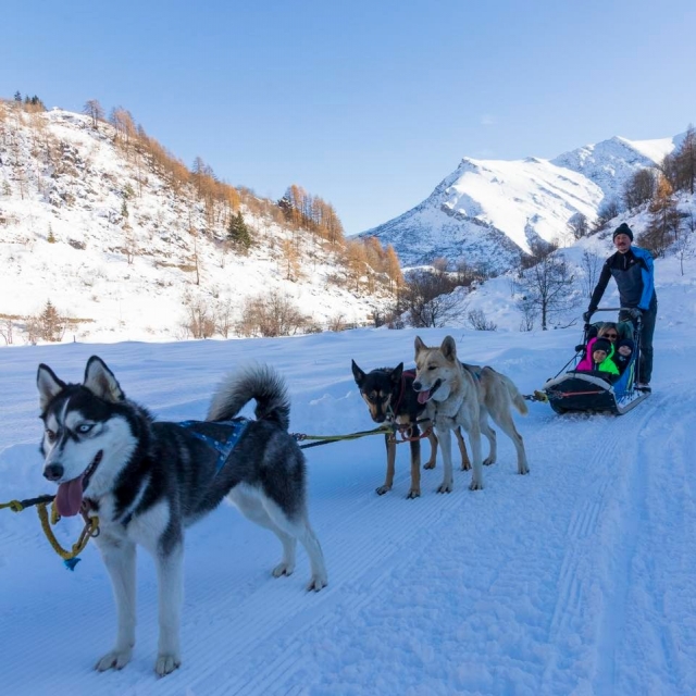  Nuestros perros esquimales de Alaska 