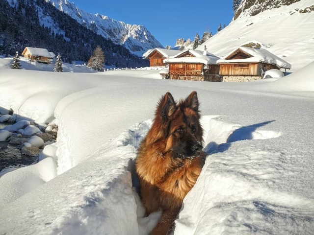  Incluso nuestros amigos de cuatro pamarras disfrutan de la nieve.