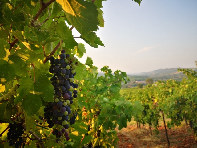  venga a conocer las fases de elaboración del vino 