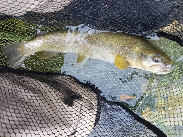  peces capturados 