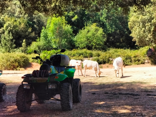 Maneja nuestros cuatrimotos inmersos en la naturaleza 