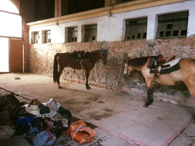  Nuestros hermosos caballos