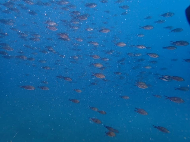 Explora el entorno marino 