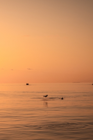Paseo en barco y avistamiento de delfines Acitrezza 3h