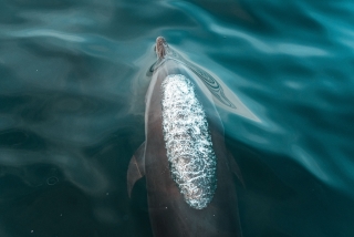 Paseo en barco y avistamiento de delfines para niños 3h