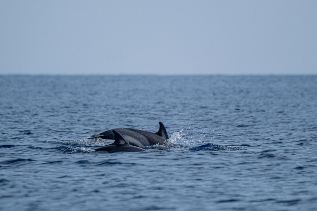 Avistamiento de delfines en Giardini Naxos duranle 2 horas