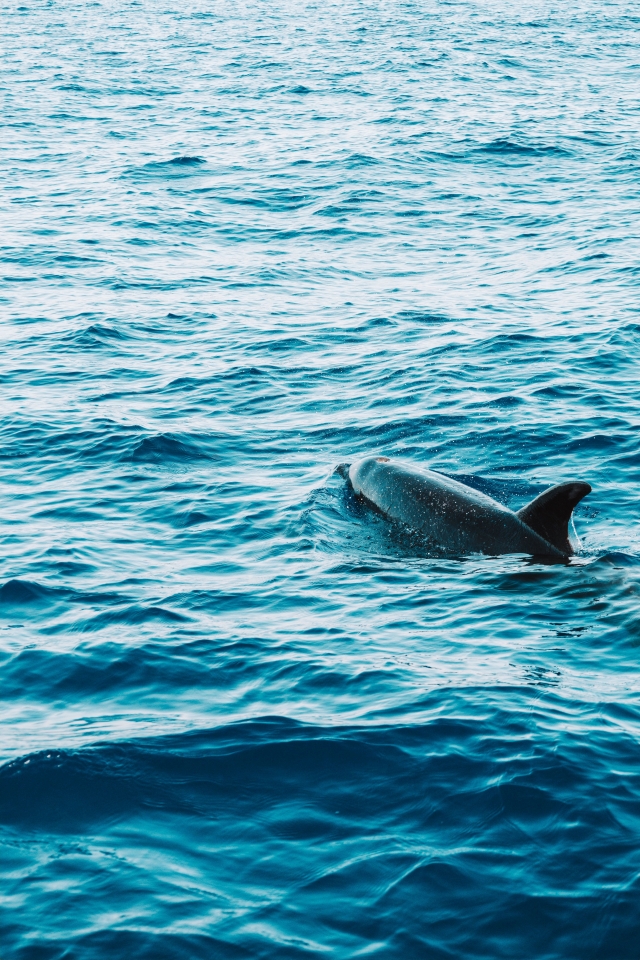 Avistamiento de delfines Giardini Naxos 2 horas niños