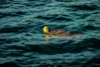 Tour de avistamiento de delfines 3h Lampedusa