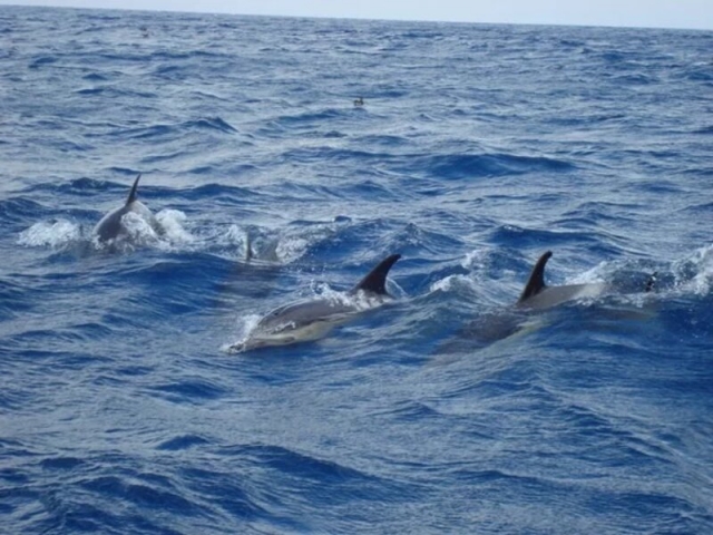 Avistamiento de delfines en Giardini Naxos 2.30h