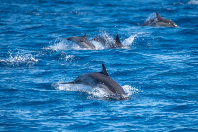 Avistamiento de delfines en barco 3h en Cugnana Marina