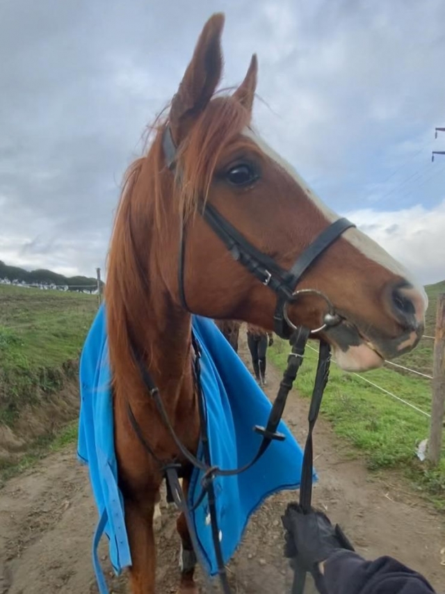  Caballo preparado para la excursión en el Parque Natural Veio,