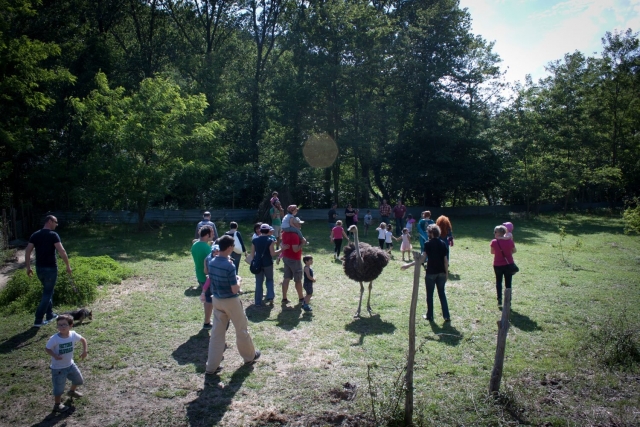  fiesta infantil de avestruz 