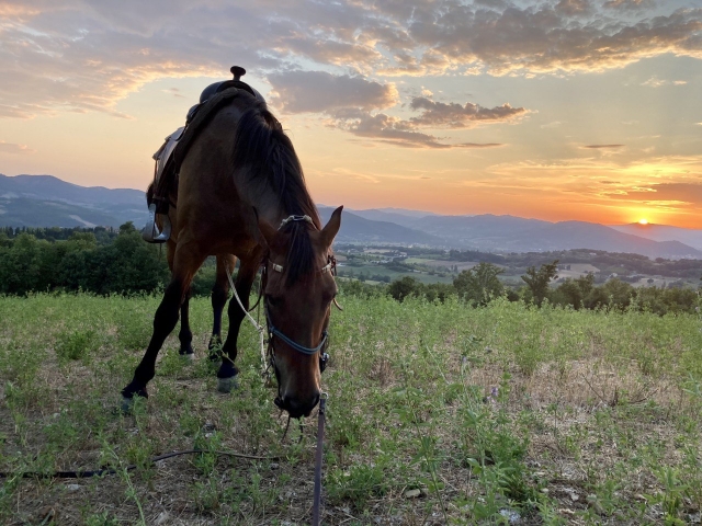  El caballo al atardecer 