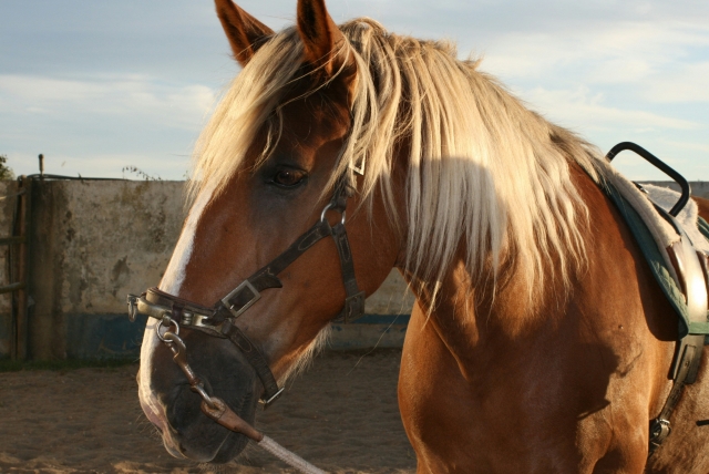 Paseo a caballo entre las ruinas etruscas de Cerile 2H