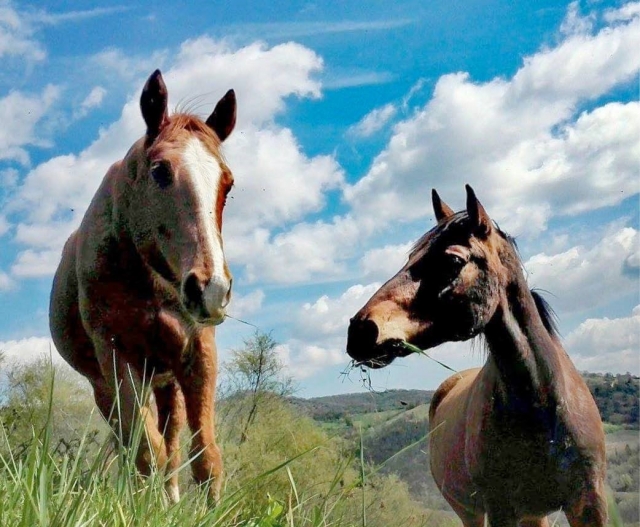  Dos corceles 