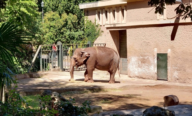  Elefantes del Bioparco 