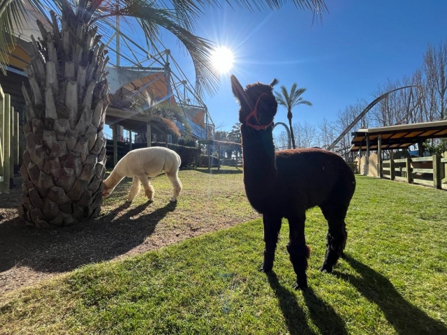 Alpacas al sol 